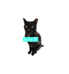 黒猫きぃさん（個別スタンプ：5）