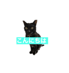 黒猫きぃさん（個別スタンプ：6）