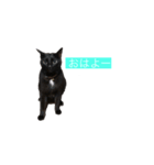 黒猫きぃさん（個別スタンプ：8）