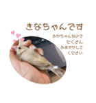 うちのきなこさん。（個別スタンプ：1）
