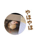 うちのきなこさん。（個別スタンプ：2）