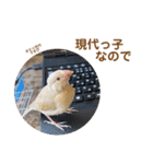 うちのきなこさん。（個別スタンプ：6）