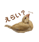 うちのきなこさん。（個別スタンプ：7）