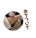 うちのきなこさん。（個別スタンプ：9）