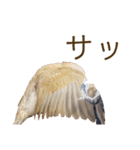 うちのきなこさん。（個別スタンプ：16）