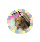 よんちゃんたち（個別スタンプ：3）