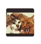 よんちゃんたち（個別スタンプ：5）