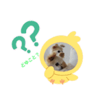 ピピ.ピコすたんぷ！（個別スタンプ：2）