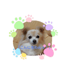 ピピ.ピコすたんぷ！（個別スタンプ：5）