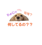 愛犬シュシュ(슈슈)♂（個別スタンプ：1）