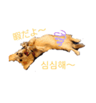 愛犬シュシュ(슈슈)♂（個別スタンプ：2）