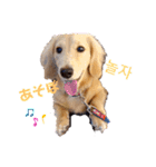 愛犬シュシュ(슈슈)♂（個別スタンプ：3）