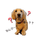 愛犬シュシュ(슈슈)♂（個別スタンプ：4）