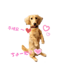 愛犬シュシュ(슈슈)♂（個別スタンプ：5）