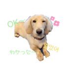 愛犬シュシュ(슈슈)♂（個別スタンプ：6）