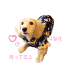 愛犬シュシュ(슈슈)♂（個別スタンプ：7）