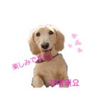 愛犬シュシュ(슈슈)♂（個別スタンプ：8）