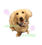 愛犬シュシュ(슈슈)♂（個別スタンプ：9）