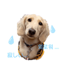 愛犬シュシュ(슈슈)♂（個別スタンプ：11）