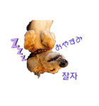 愛犬シュシュ(슈슈)♂（個別スタンプ：12）
