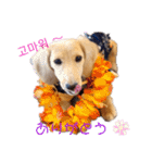 愛犬シュシュ(슈슈)♂（個別スタンプ：13）