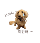 愛犬シュシュ(슈슈)♂（個別スタンプ：14）