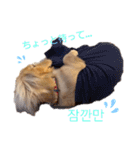 愛犬シュシュ(슈슈)♂（個別スタンプ：15）