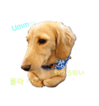 愛犬シュシュ(슈슈)♂（個別スタンプ：16）