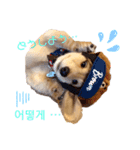 愛犬シュシュ(슈슈)♂（個別スタンプ：17）