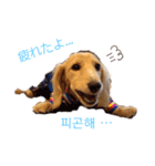愛犬シュシュ(슈슈)♂（個別スタンプ：18）