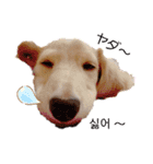 愛犬シュシュ(슈슈)♂（個別スタンプ：19）