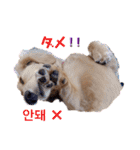 愛犬シュシュ(슈슈)♂（個別スタンプ：20）