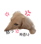 愛犬シュシュ(슈슈)♂（個別スタンプ：22）