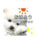 ☆白ポメラニアンの子犬☆敬語日常☆（個別スタンプ：1）