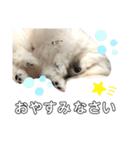 ☆白ポメラニアンの子犬☆敬語日常☆（個別スタンプ：2）