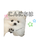 ☆白ポメラニアンの子犬☆敬語日常☆（個別スタンプ：3）