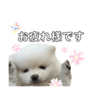 ☆白ポメラニアンの子犬☆敬語日常☆（個別スタンプ：4）