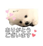 ☆白ポメラニアンの子犬☆敬語日常☆（個別スタンプ：5）