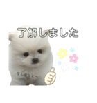 ☆白ポメラニアンの子犬☆敬語日常☆（個別スタンプ：6）