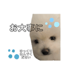 ☆白ポメラニアンの子犬☆敬語日常☆（個別スタンプ：9）