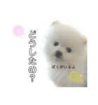 ☆白ポメラニアンの子犬☆敬語日常☆（個別スタンプ：10）