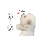 ☆白ポメラニアンの子犬☆敬語日常☆（個別スタンプ：12）