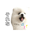 ☆白ポメラニアンの子犬☆敬語日常☆（個別スタンプ：14）