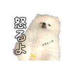 ☆白ポメラニアンの子犬☆敬語日常☆（個別スタンプ：16）