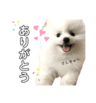 ☆白ポメラニアンの子犬☆敬語日常☆（個別スタンプ：17）