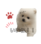 ☆白ポメラニアンの子犬☆敬語日常☆（個別スタンプ：18）