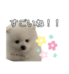 ☆白ポメラニアンの子犬☆敬語日常☆（個別スタンプ：19）
