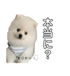 ☆白ポメラニアンの子犬☆敬語日常☆（個別スタンプ：20）
