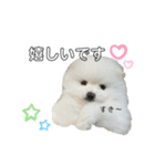 ☆白ポメラニアンの子犬☆敬語日常☆（個別スタンプ：21）