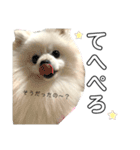 ☆白ポメラニアンの子犬☆敬語日常☆（個別スタンプ：22）
